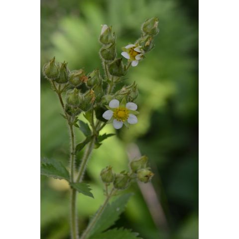 Potentilla arguta
