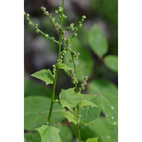 Chenopodium simplex