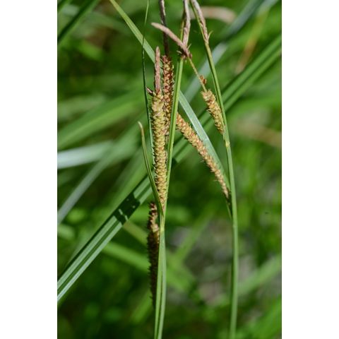Carex stricta