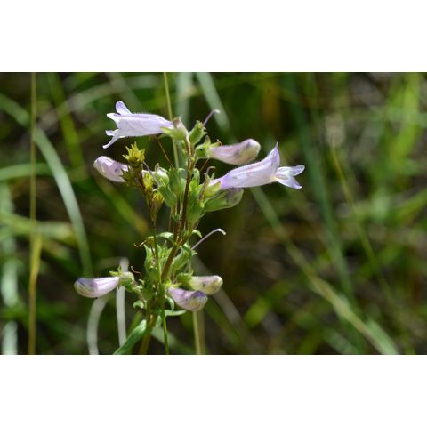 Penstemon gracilis
