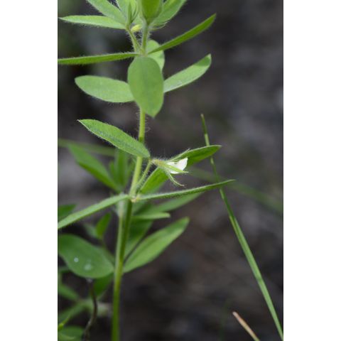 Lotus unifoliolatus