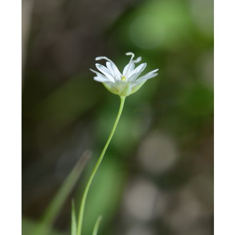 Stellaria longipes