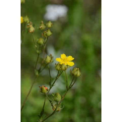 Potentilla gracilis