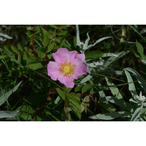 Rosa arkansana