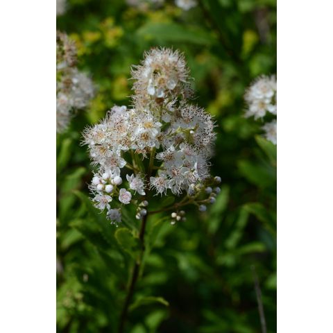 Spiraea alba