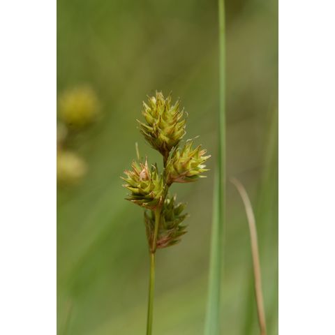 Carex siccata