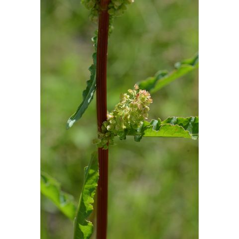 Rumex longifolius