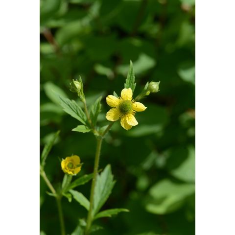 Geum aleppicum