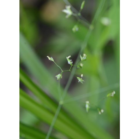 Poa palustris