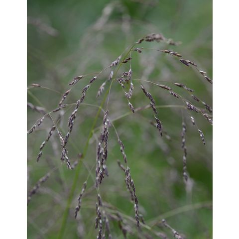 Glyceria grandis