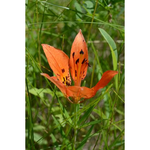 Lilium philadelphicum