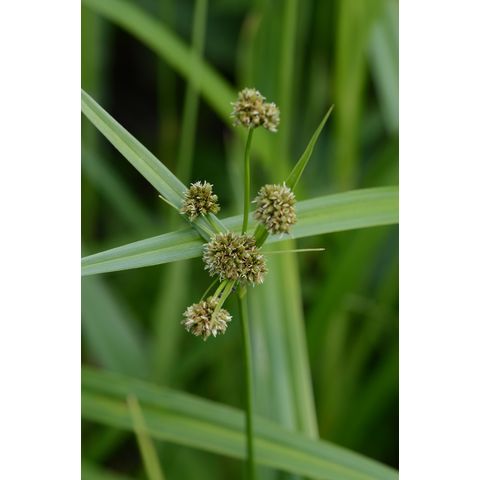 Scirpus pallidus