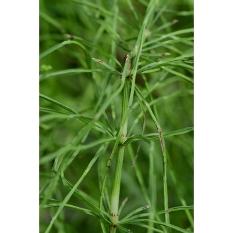 Equisetum arvense