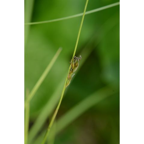 Carex assiniboinensis