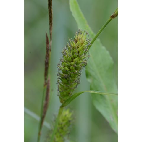 Carex atherodes