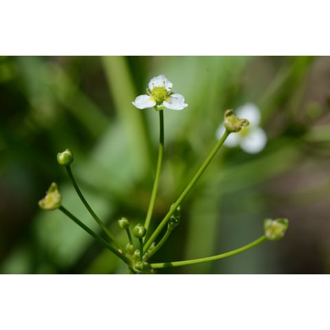 Alisma subcordatum