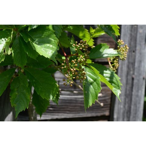Parthenocissus vitacea