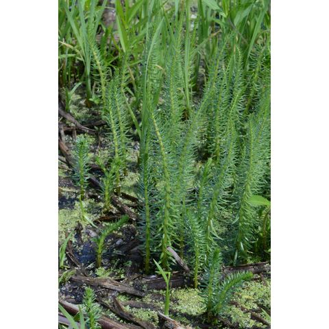 Hippuris vulgaris