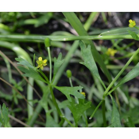 Ranunculus sceleratus