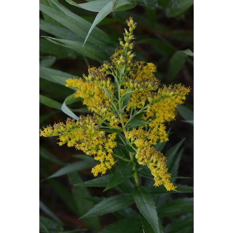 Solidago canadensis
