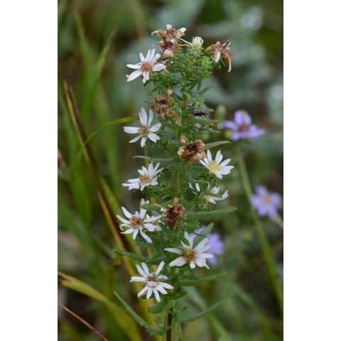 Symphyotrichum ericoides