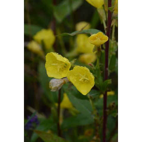 Oenothera biennis