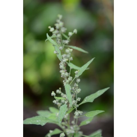 Chenopodium fremontii