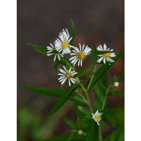 Symphyotrichum lanceolatum
