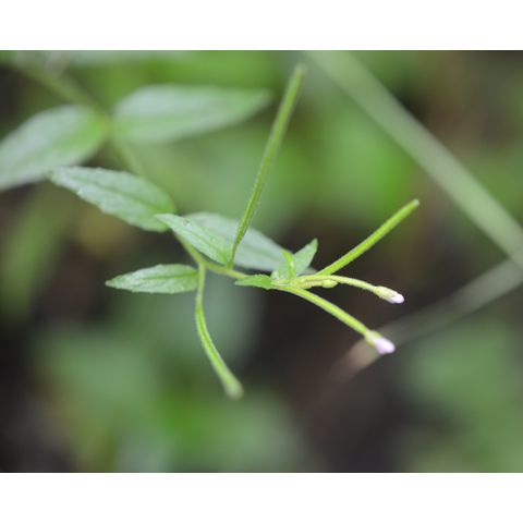 Epilobium ciliatum