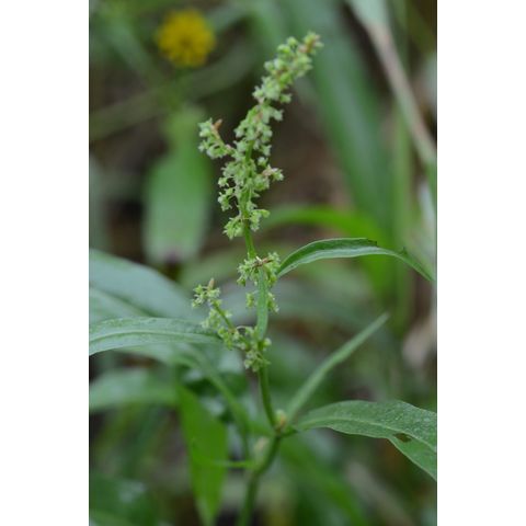 Rumex stenophyllus