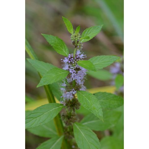 Mentha arvensis