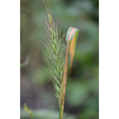 Elymus canadensis