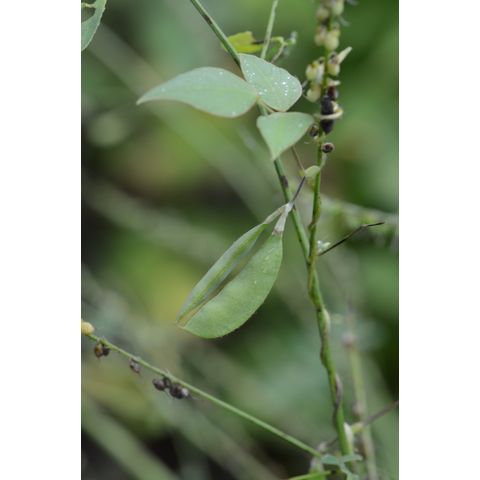 Amphicarpaea bracteata