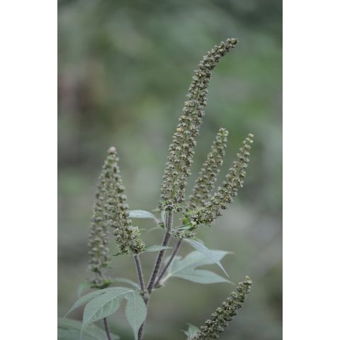 Cyclachaena xanthifolia