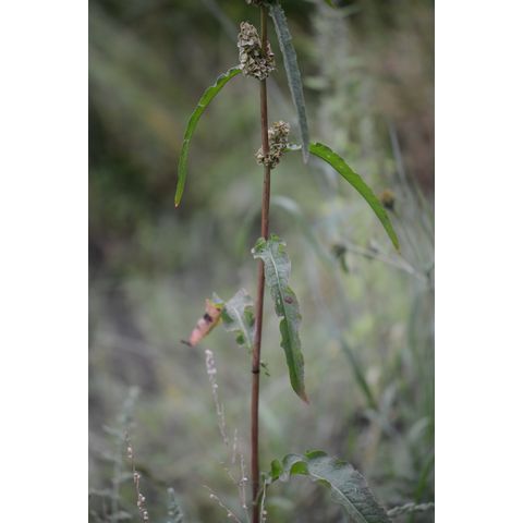 Rumex longifolius