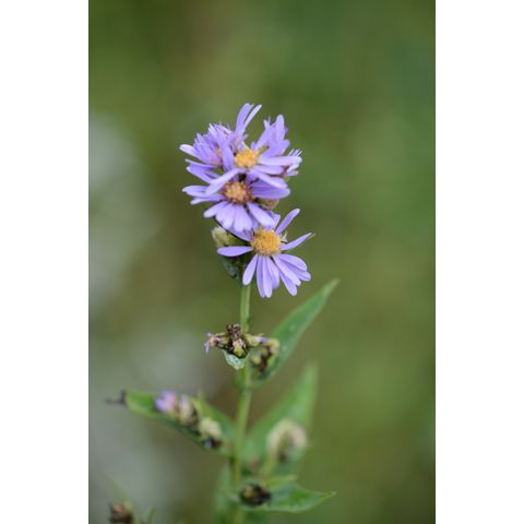 Symphyotrichum laeve