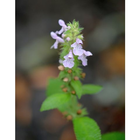 Stachys palustris