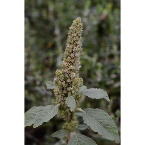 Amaranthus retroflexus