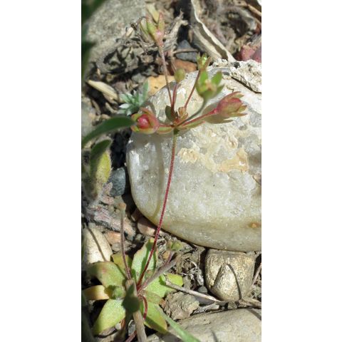 Androsace occidentalis