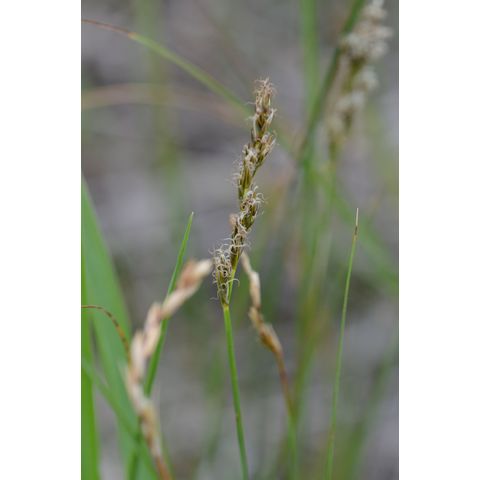 Carex praegracilis