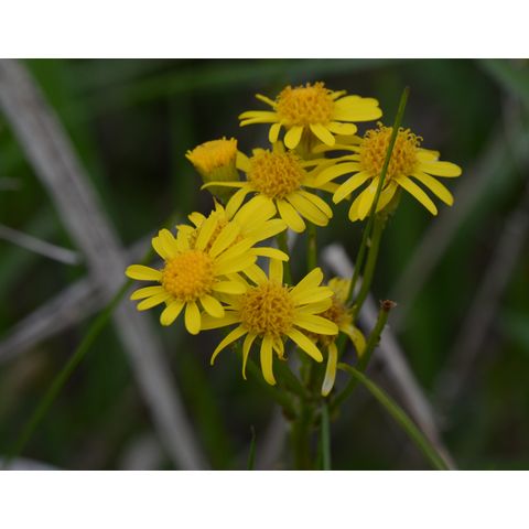 Packera tridenticulata