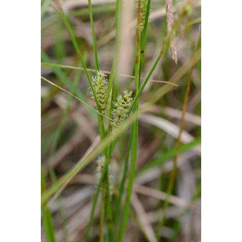 Carex pellita