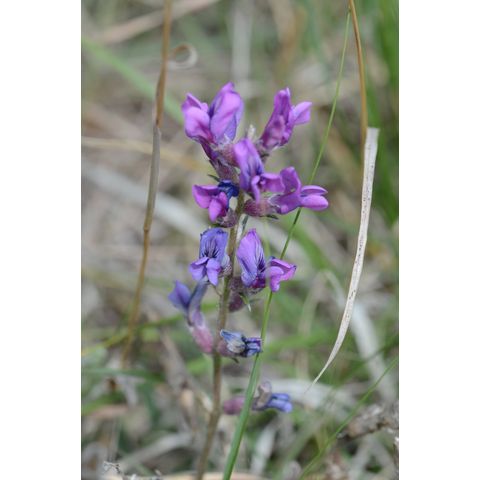 Oxytropis lambertii