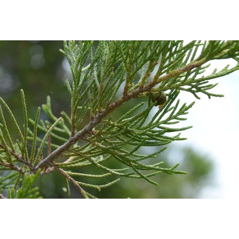 Juniperus virginiana