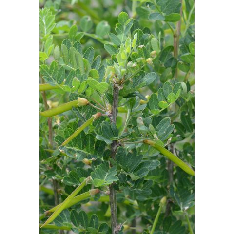 Caragana arborescens