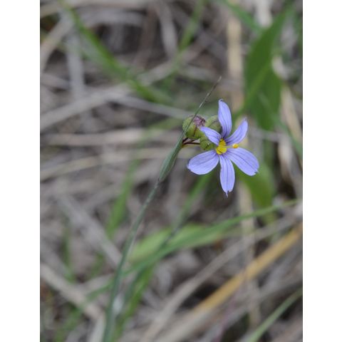 Sisyrinchium montanum