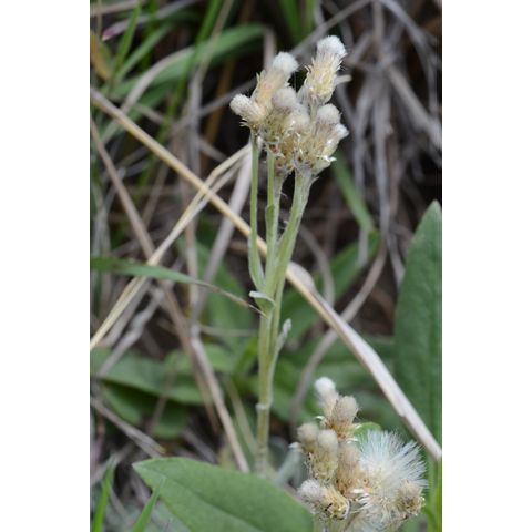 Antennaria parvifolia