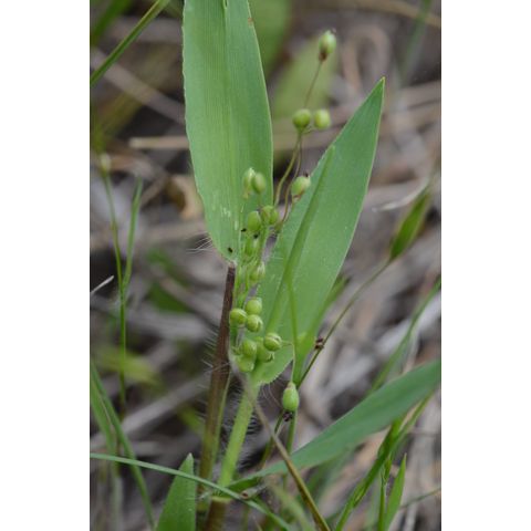 Dichanthelium leibergii