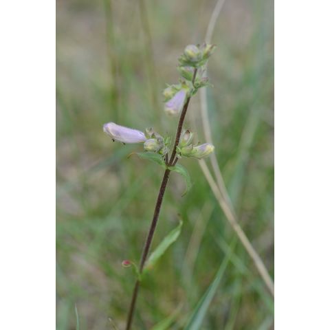 Penstemon gracilis
