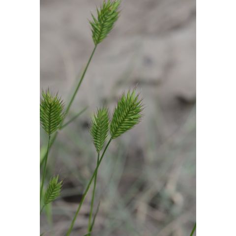 Agropyron cristatum